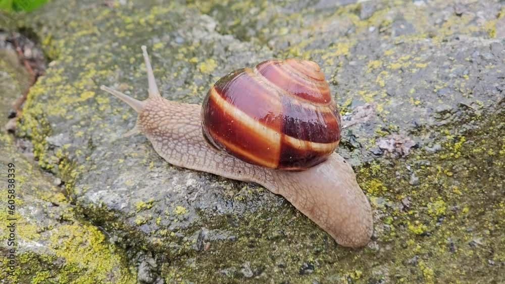 Big Horned snail crawling slowly over a wet large stone Big Horned snail crawling slowly over a wet large stone