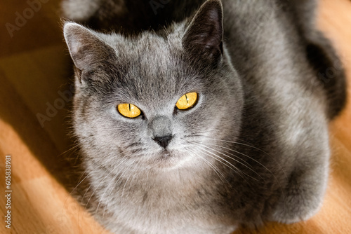 cute grey british short hair cat portrait