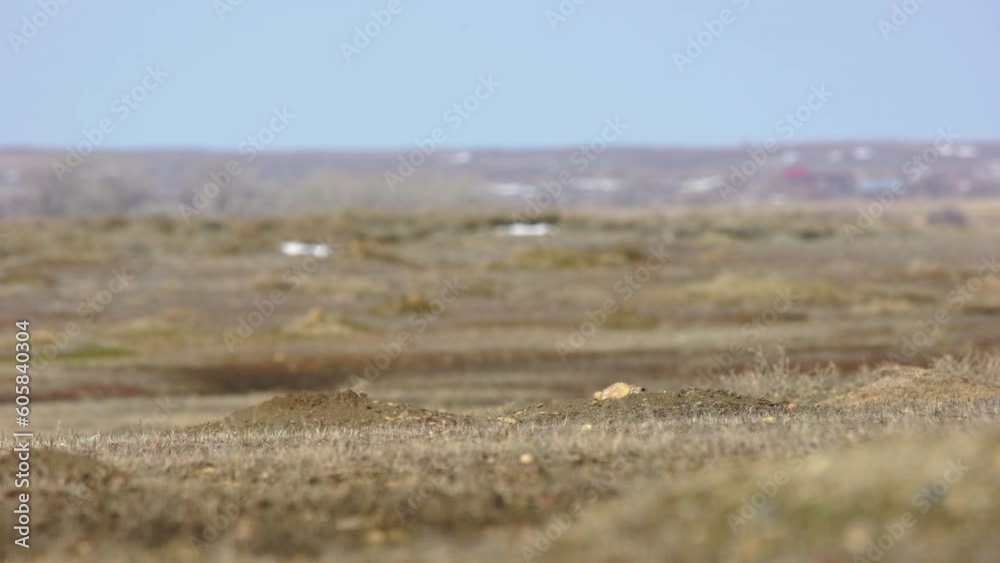 Prairie dog hides in burrow then sticks head up to see in Montana Prairie dog hides in burrow then sticks head up to see in Montana