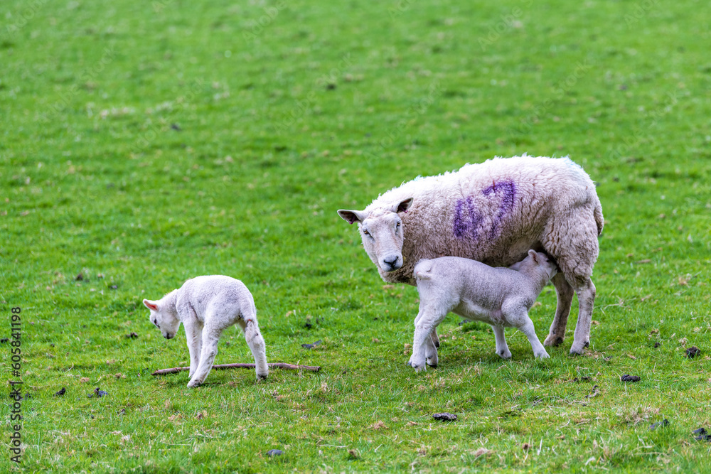 sheep: baby lambs in spring on green field with nursing mother ewe shot in Perthshire Scotland month of May room for text sheep: baby lambs in spring on green field with nursing mother ewe shot in Perthshire Scotland month of May room for text