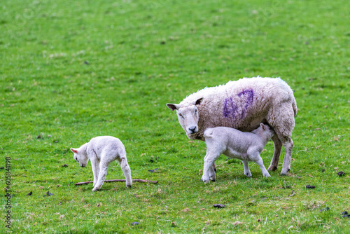 sheep  baby lambs in spring on green field with nursing mother ewe shot in Perthshire Scotland month of May room for text