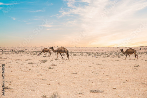 Beautiful view of a camel in a desert