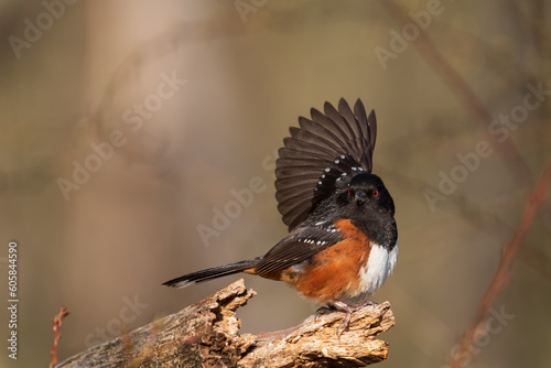 Photography Pick Me Too! Spotted Towhee (Pipilo maculatus) streches wing as part of a mating display