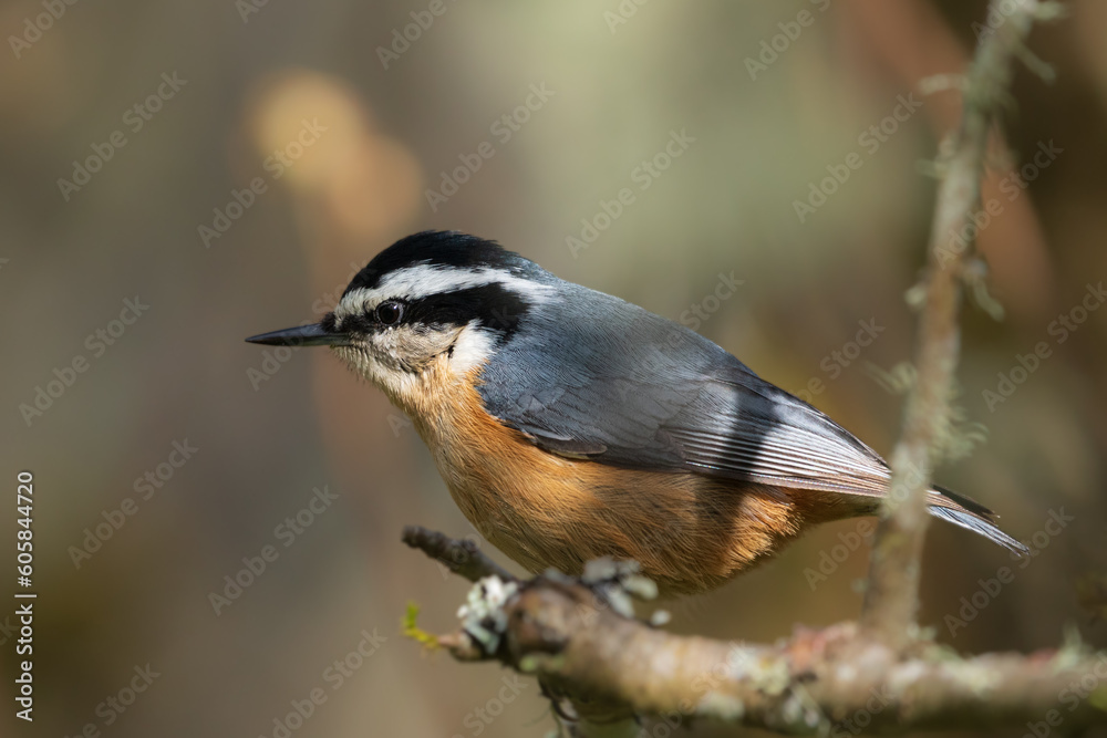 Obraz premium Staring - Red-breasted Nuthatch (Sitta canadensis) looking intensly for food.