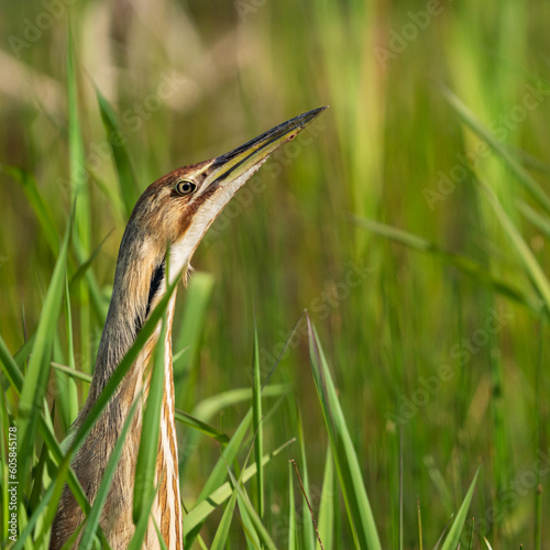 Heads Up! American Bittern (Botaurus lentiginosus) photo