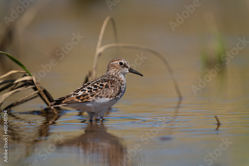 Browns - Least Sandpiper (Calidris minutilla) searching for food in a marsh along the Washington coast. photo