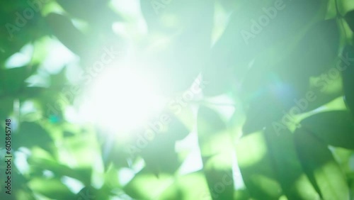 初夏の木漏れ日