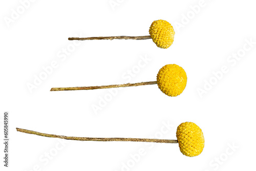 cotula coronopifolia isolated on white background / Brass Buttons / Asteraceae / Decoration / Deco Desing Element photo