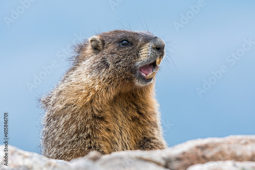 Marmot appears to be laughing  photo