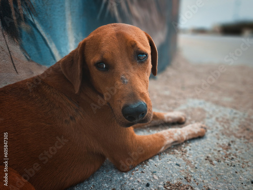 Aruban Good Boy (Redbone Coonhound) photo