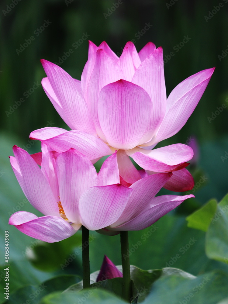 美しいピンクの蓮の花 美しいピンクの蓮の花