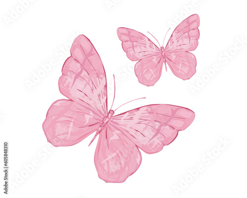 butterfly on a white background