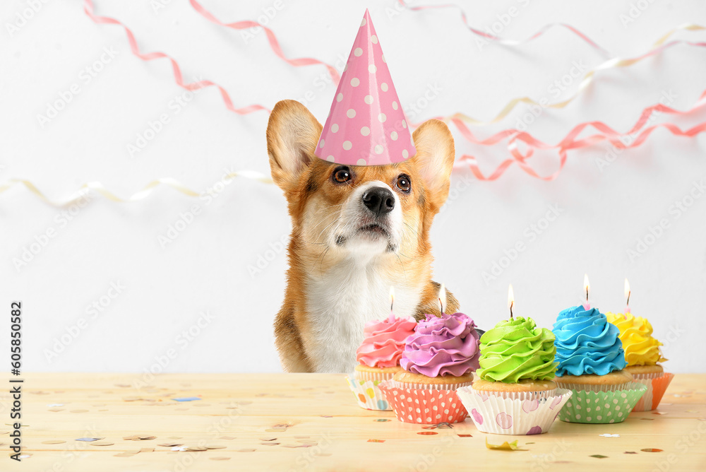 Corgi with hat top