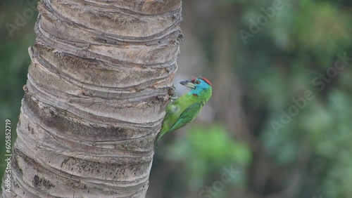 A bright and colorful Blue-throated Barbet Psilopogon asiaticus bird perched next to the nest hole on tree trunk during the nesting season, photo