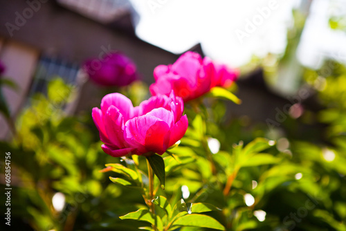 Peony flowers bloomed in the garden. the pink peony in the garden. Selection focus. Shallow hedges