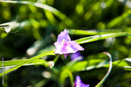 Purple flowers bloomed on the blue grass of the purple moonbees. Close-up of the purple flower.