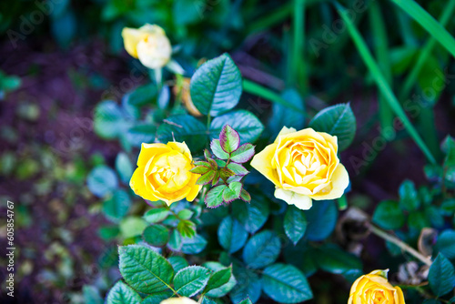 Beautiful yellow roses in the garden. Selective focus. Nature.