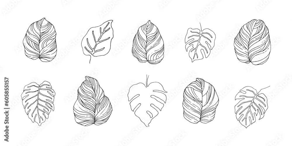 Set of Philodendron leaf hand drawn illustration. Tropical leaf element Set of Philodendron leaf hand drawn illustration. Tropical leaf element