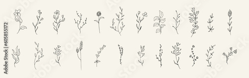 Big bundle of floral hand drawn illustration. Collection of vintage wild flower element