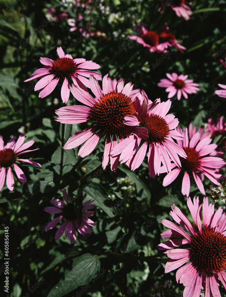 Obraz premium Echinacea flowers