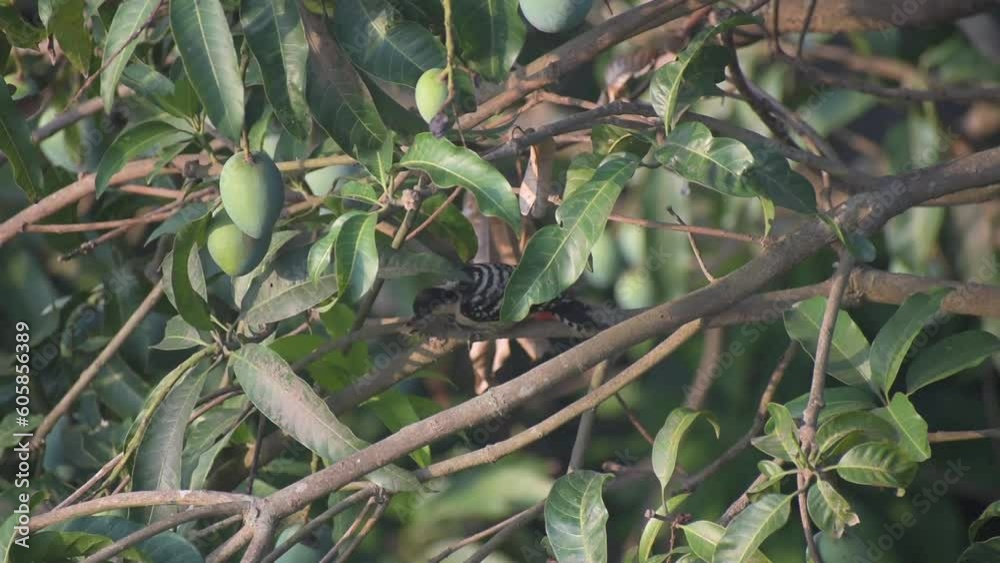 Beautiful bird, male of Spot-breasted Pied Woodpecker (Dendrocopos analis) standing on nest, bird of Bangladesh Beautiful bird, male of Spot-breasted Pied Woodpecker (Dendrocopos analis) standing on nest, bird of Bangladesh