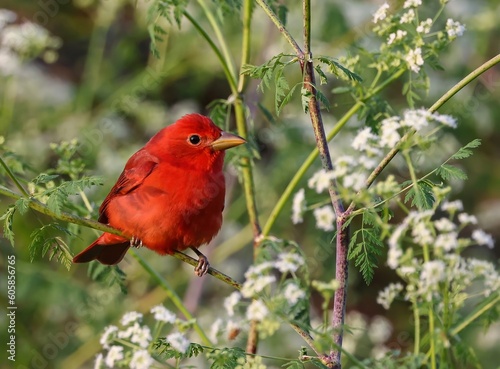 Summer Tanager in the Brush
