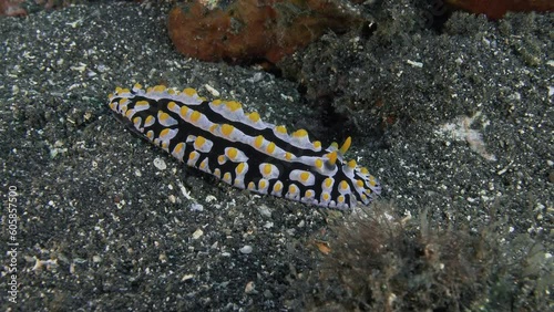 A large nudibranch crawls slowly over black volcanic sand.
Varicose Phyllidia (Phyllidia varicosa) IP, 115 mm. ID: bluish, rhinophores and tubercles yellow. Common. photo