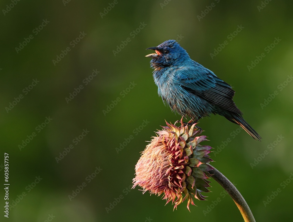 Indigo Bunting on a Thistle Flower Indigo Bunting on a Thistle Flower