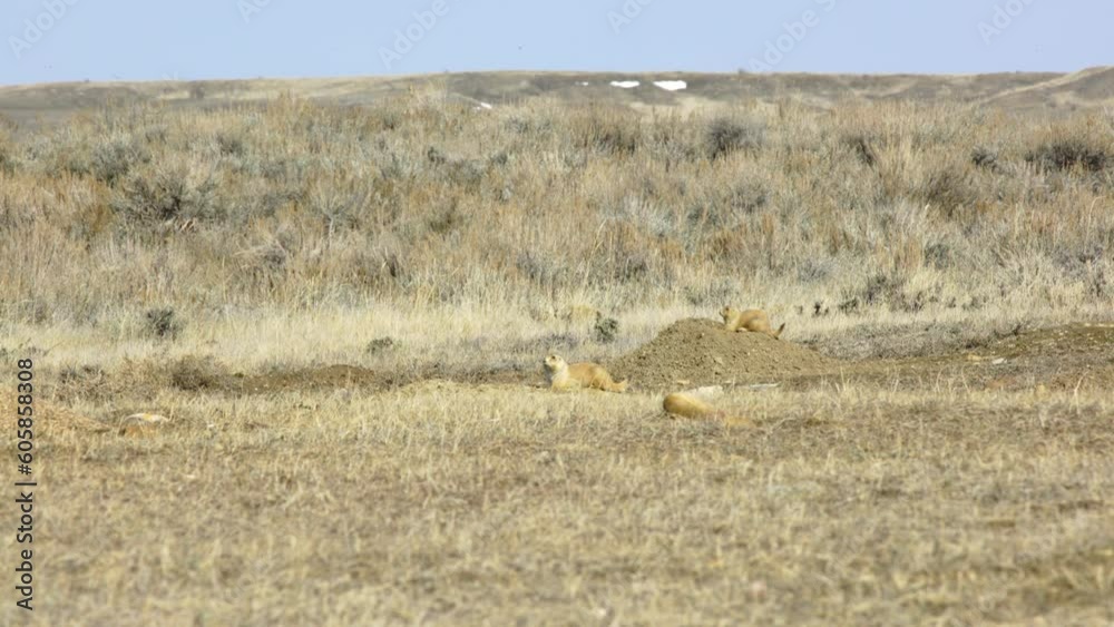 Three cautious prairie dogs sun themselves on their burrows on warm spring day Three cautious prairie dogs sun themselves on their burrows on warm spring day