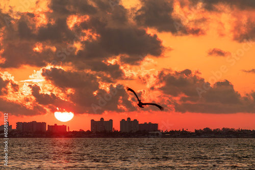 Sunset at Sea Bird flying silhouette 