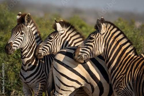 Fototapeta Naklejka Na Ścianę i Meble -  Three zebras alert to something off to the left in the Kruger National Park.