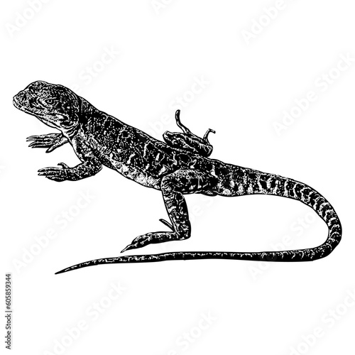 Leopard Lizard hand drawing vector isolated on background. 