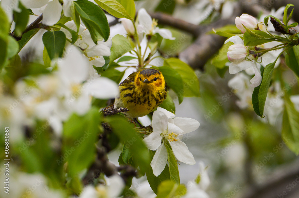 Warbler bird