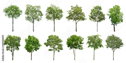 Collection Trees and bonsai green leaves. total 12 trees. The Ratchaphruek tree is blooming bright yellow.  png  