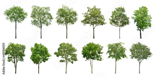 Collection Trees and bonsai green leaves. total 12 trees. The Ratchaphruek tree is blooming bright yellow. (png)
