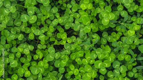 Zoom in out Greenish cleaver natural background. Small green Clover leaves pattern background, Natural and St. Patrick's day background and shamrock wallpaper. Vacation and holiday clovers symbol