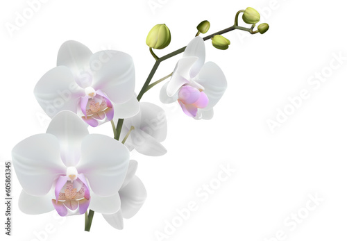 Realistic orchid for card  poster  event  vector build separable flower with stem  buds  petals