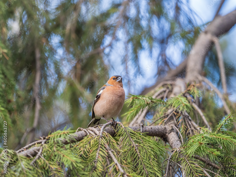 Common chaffinch, Fringilla coelebs, sits on a branch in spring on green background. Common chaffinch in wildlife. Common chaffinch, Fringilla coelebs, sits on a branch in spring on green background. Common chaffinch in wildlife.