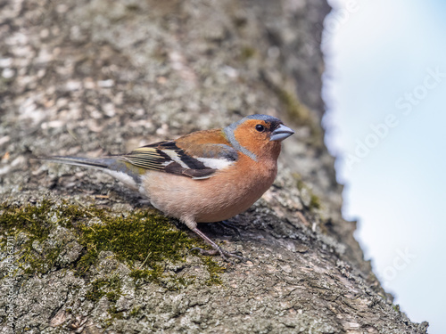 Common chaffinch, Fringilla coelebs, sits on a tree. Common chaffinch in wildlife.