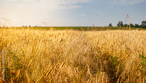 harvest concept. An ideal wallpaper  Nice golden agriculture landscape  Rural scene under sunlight  background  Touching grass walking through the field  Nature  agriculture  Ai generated 