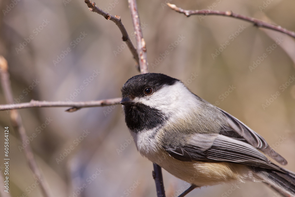 Naklejka premium Black-capped Chickadee on a Branch