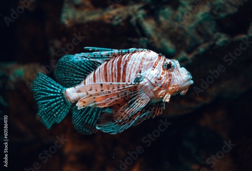 Zebra Lionfish (Pterois volitans) is a range of fish species in the family Scorpaenidae