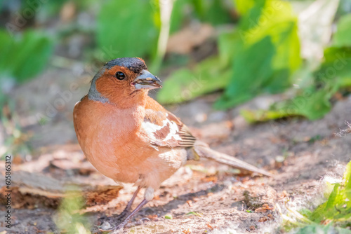 Common chaffinch, Fringilla coelebs, sits on the ground in spring. Common chaffinch in wildlife. © Dmitrii Potashkin