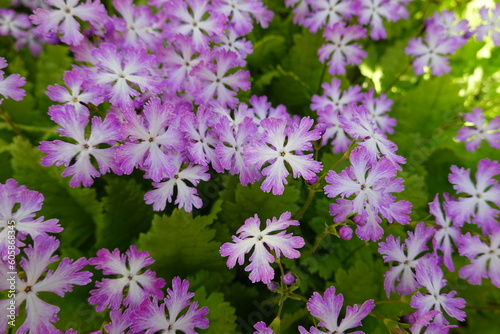 Primula sieboldii (Siebold Primrose) is a deciduous perennial. photo