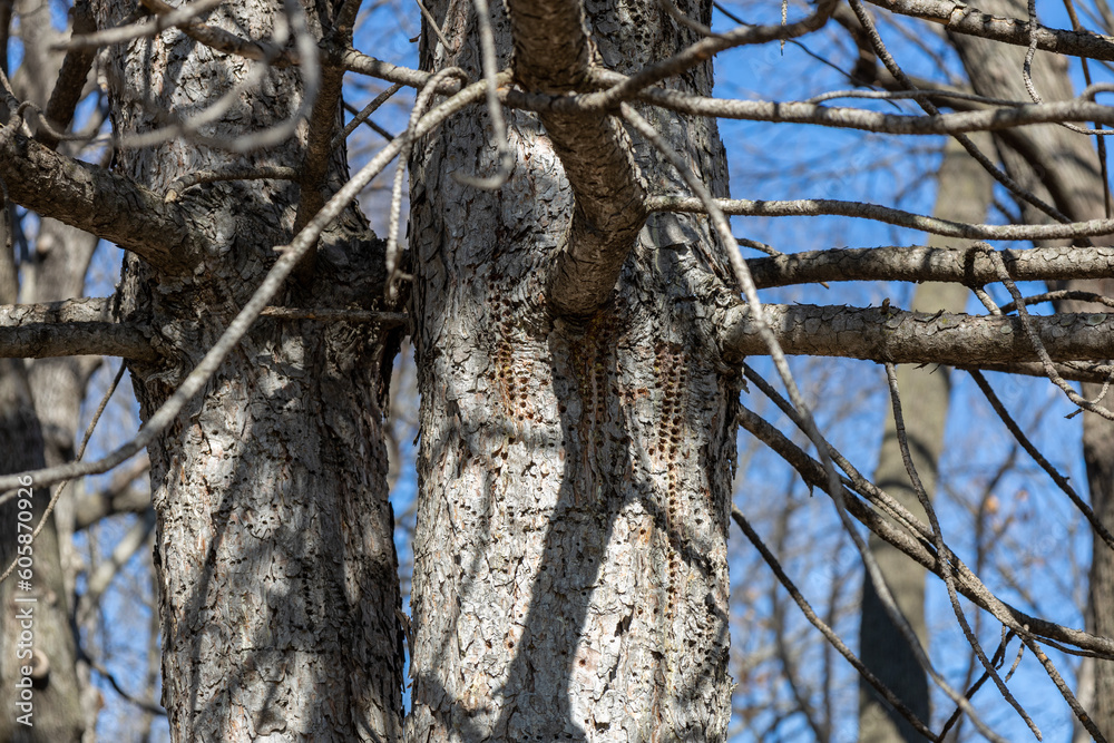 Close up view of textured bark on the trunk of a mature Austrian pine tree (pinus nigra) with numerous holes created by woodpeckers and sapsuckers Close up view of textured bark on the trunk of a mature Austrian pine tree (pinus nigra) with numerous holes created by woodpeckers and sapsuckers