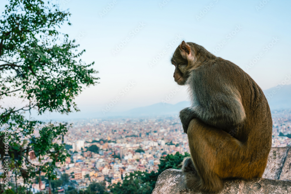 Naklejka premium A monkey sits on a wall of the monkey temple and looks down to the city of Kathmandu.