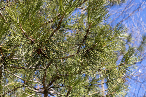 Treetop view of an Austrian pine  pinus nigra  tree with long needles  and blue sky background
