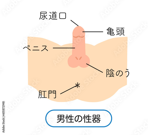 男性生殖器のイラスト