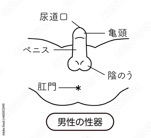 男性生殖器　線画イラスト