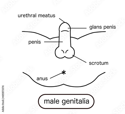 Male reproductive organs line drawing illustration